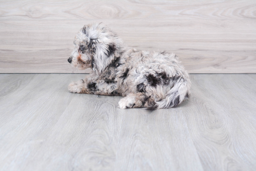 Small Mini Sheepadoodle Baby