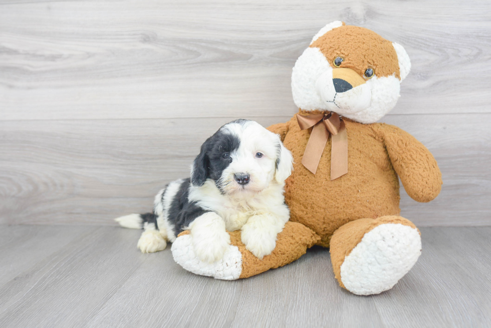 Mini Sheepadoodle Puppy for Adoption