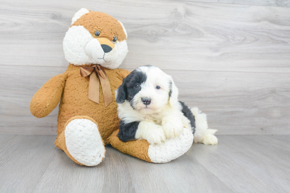 Mini Sheepadoodle Puppy for Adoption