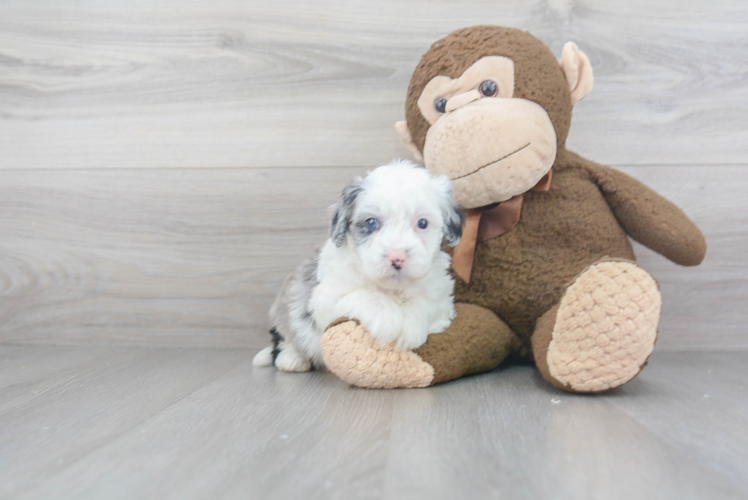 Playful Sheep Dog Poodle Mix Puppy