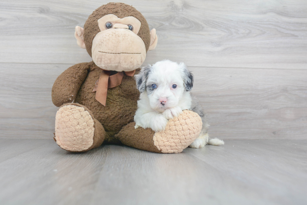 Best Mini Sheepadoodle Baby
