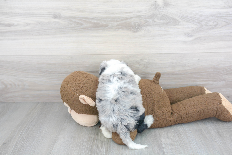 Mini Sheepadoodle Puppy for Adoption