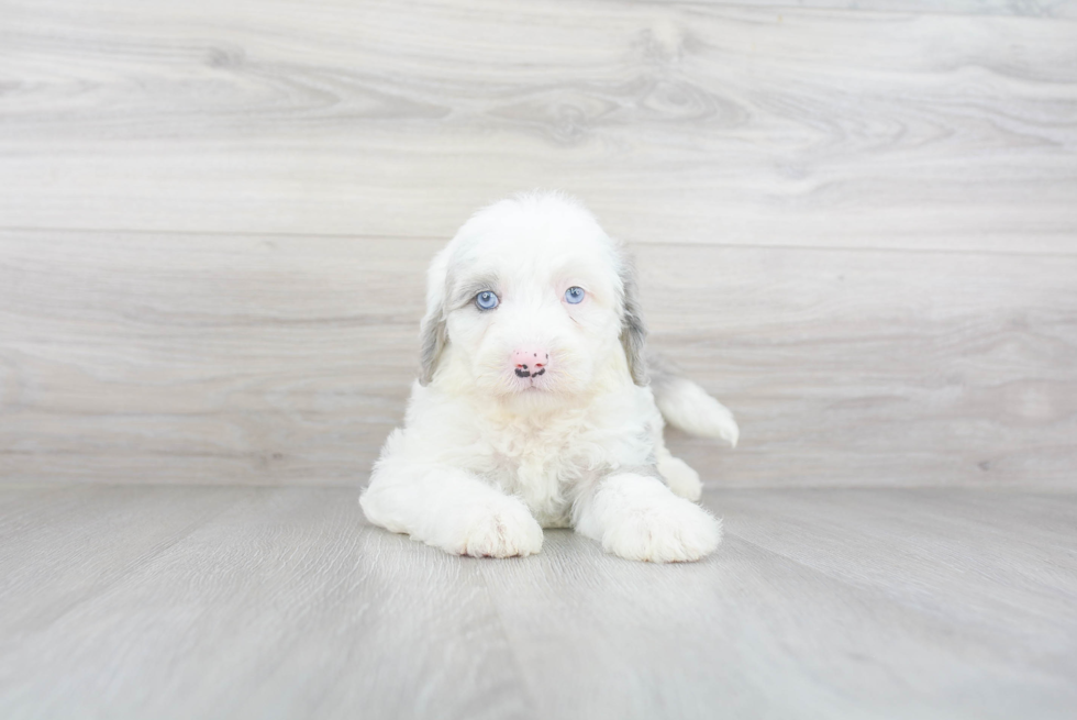 Smart Mini Sheepadoodle Poodle Mix Pup