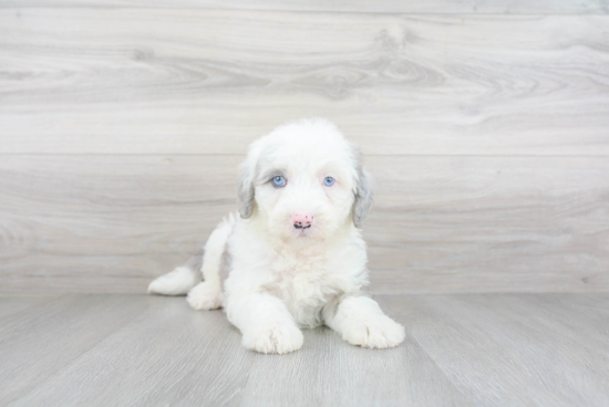 Funny Mini Sheepadoodle Poodle Mix Pup