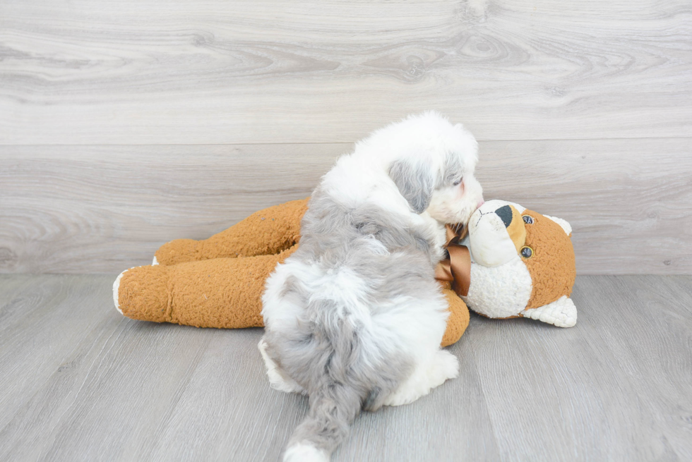 Adorable Sheep Dog Poodle Mix Puppy