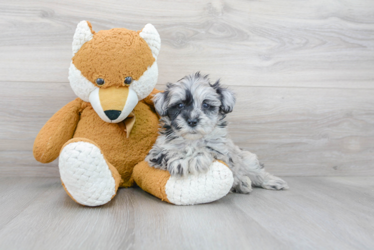 Best Mini Sheepadoodle Baby