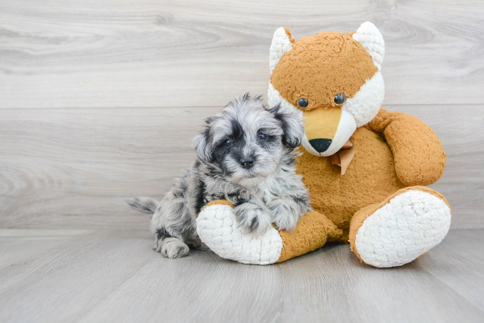 Fluffy Mini Sheepadoodle Poodle Mix Pup