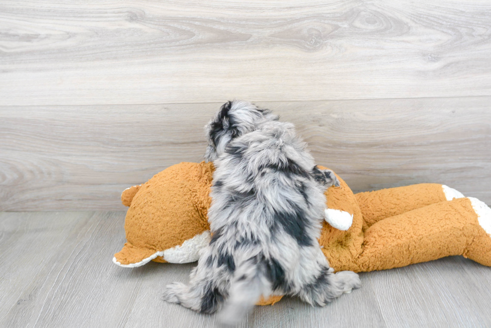 Adorable Sheep Dog Poodle Mix Puppy