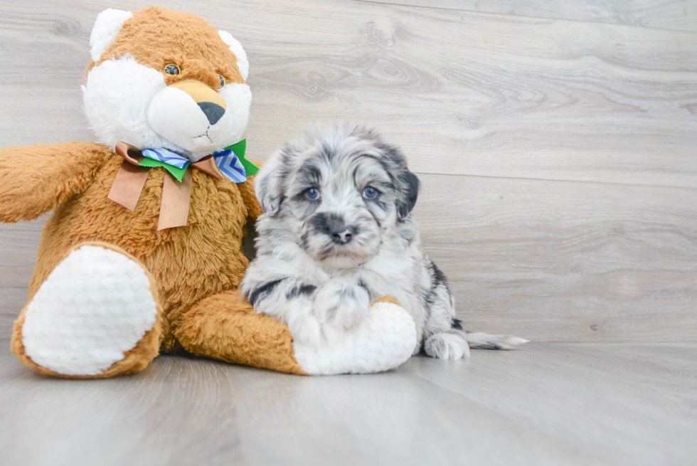 Mini Sheepadoodle Pup Being Cute