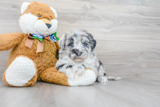 Mini Sheepadoodle Pup Being Cute