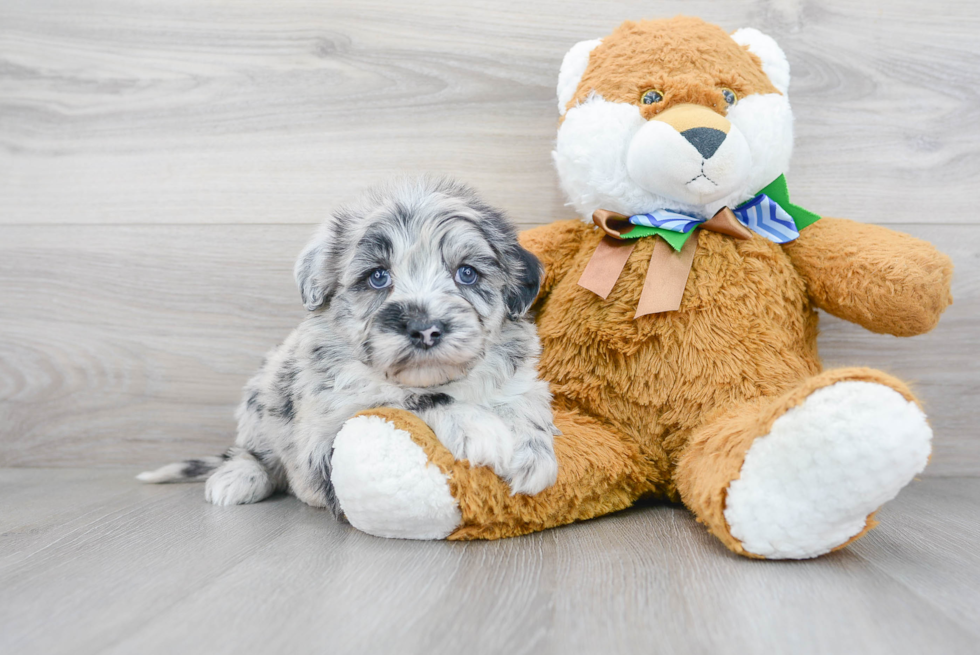 Mini Sheepadoodle Pup Being Cute