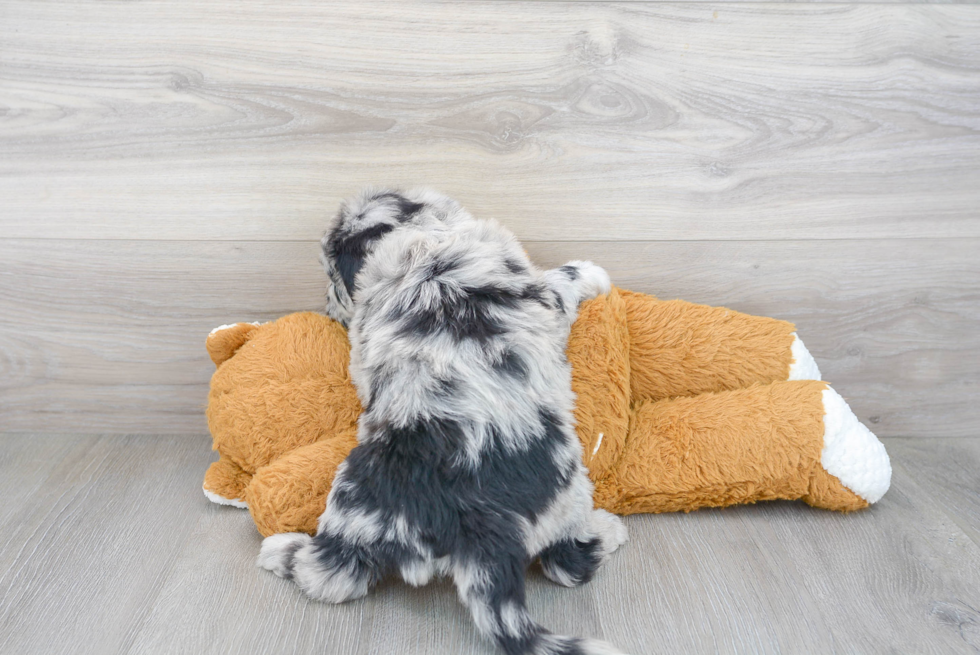 Friendly Mini Sheepadoodle Baby