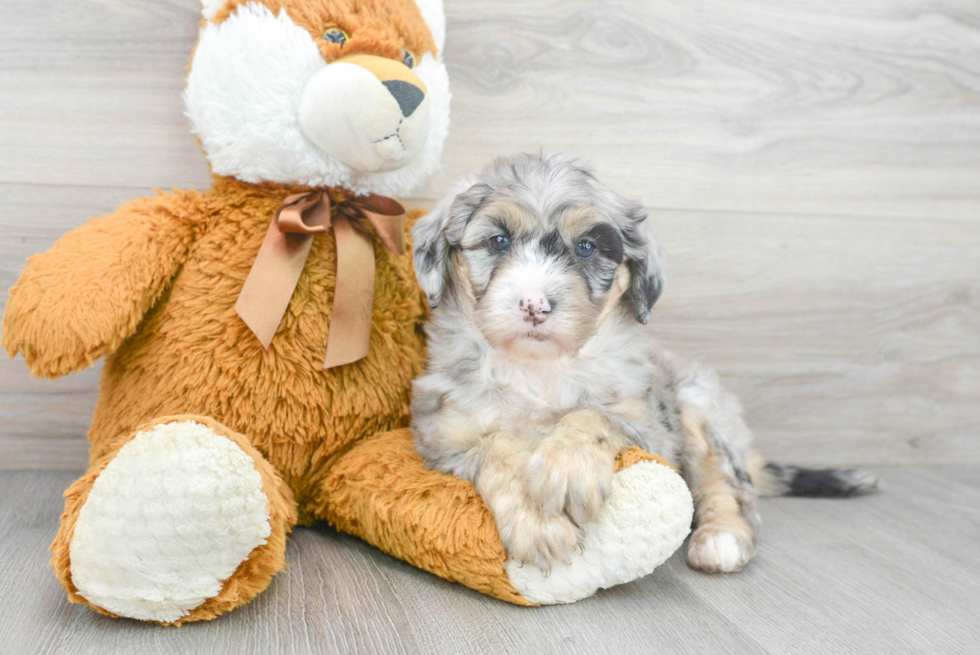 Mini Sheepadoodle Pup Being Cute