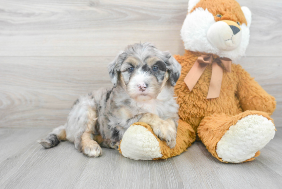 Sweet Mini Sheepadoodle Baby