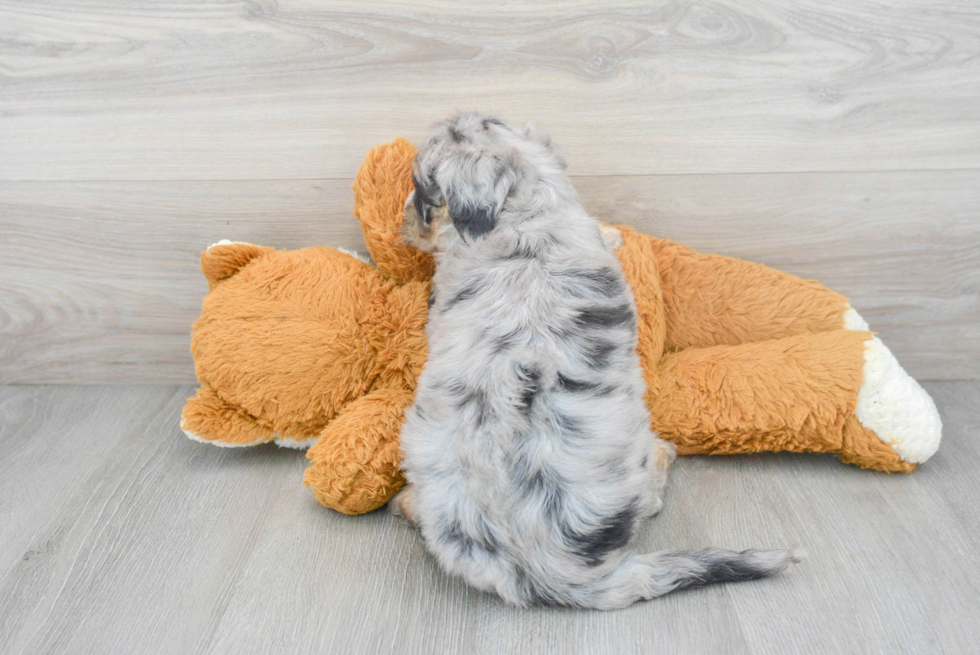 Popular Mini Sheepadoodle Poodle Mix Pup