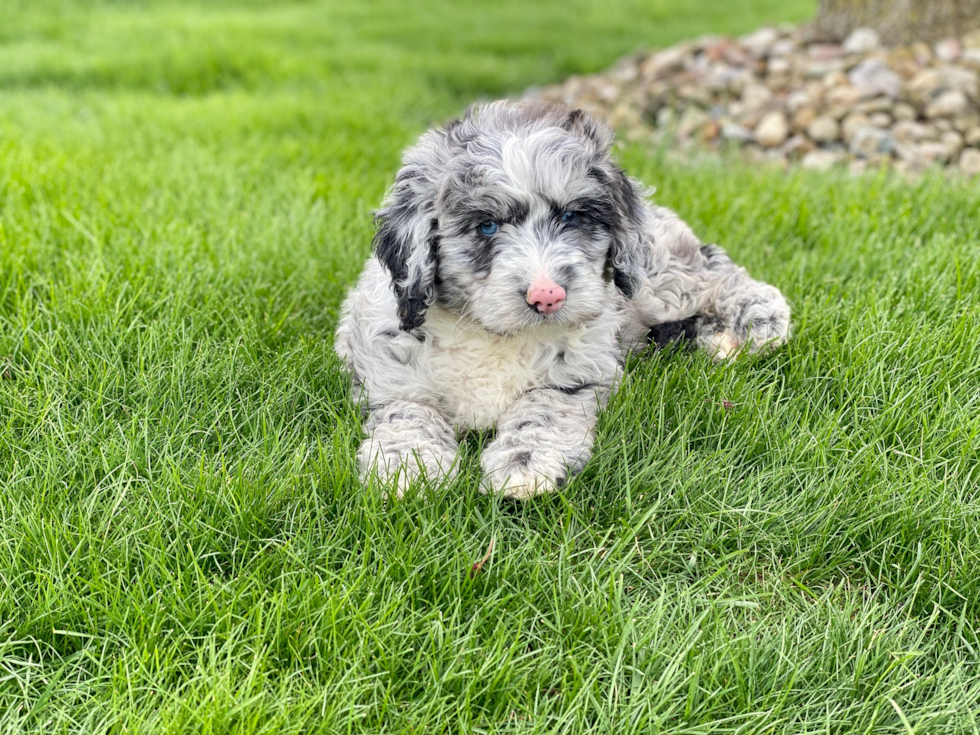 Mini Sheepadoodle Puppy for Adoption