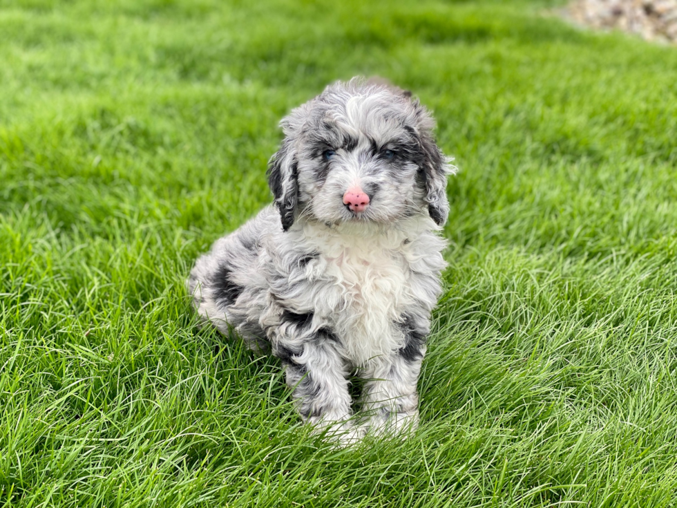 Mini Sheepadoodle Pup Being Cute