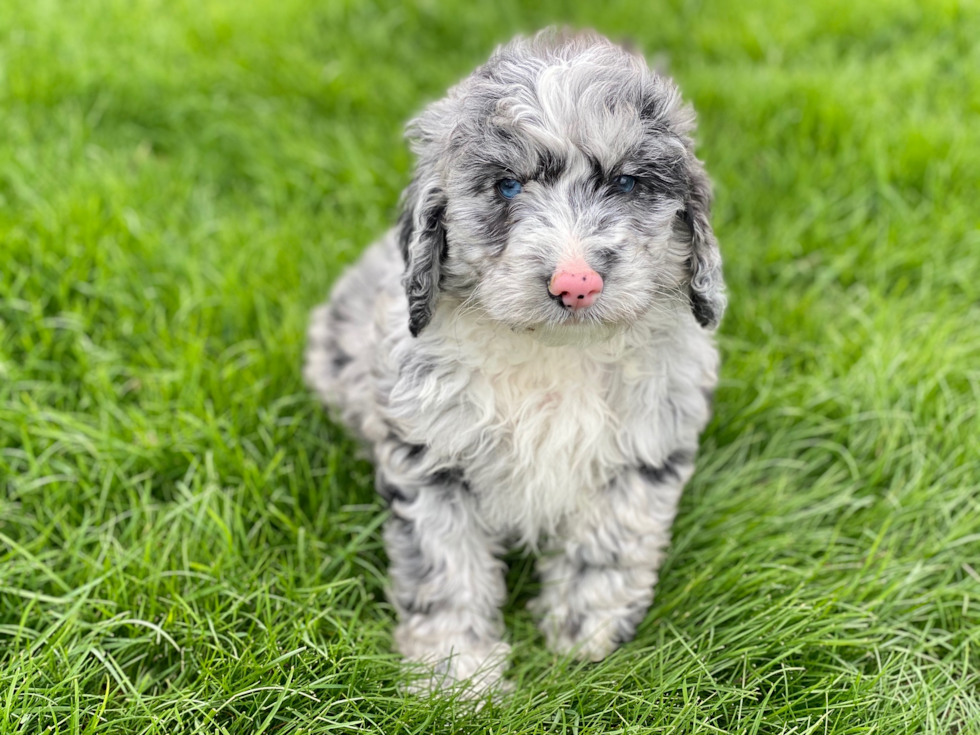 Funny Mini Sheepadoodle Poodle Mix Pup