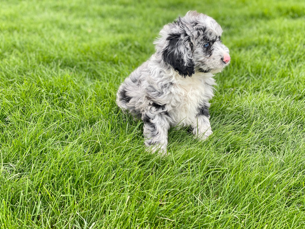 Small Mini Sheepadoodle Baby