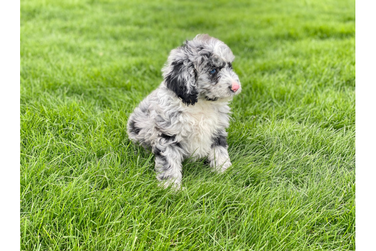 Small Mini Sheepadoodle Baby