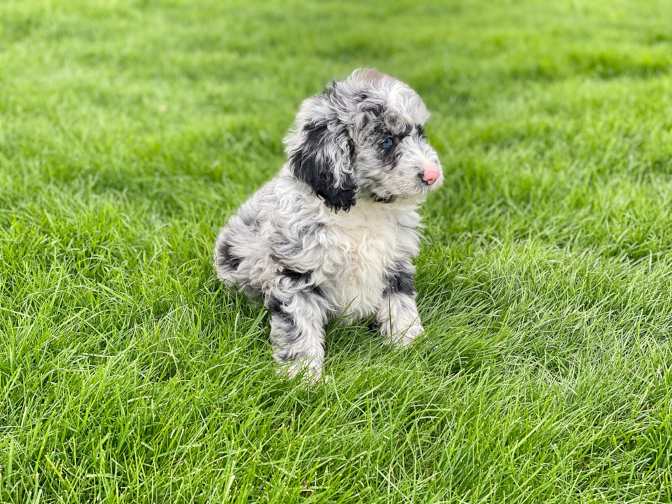 Small Mini Sheepadoodle Baby