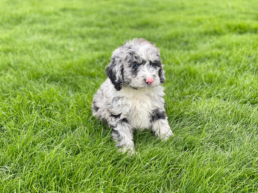 Mini Sheepadoodle Pup Being Cute