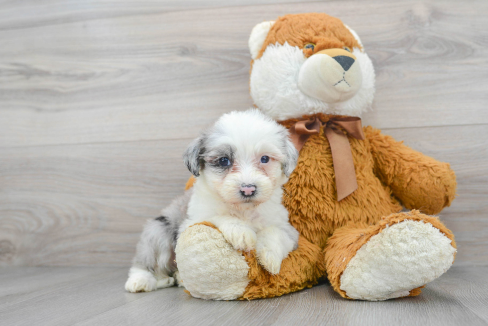 Mini Sheepadoodle Pup Being Cute