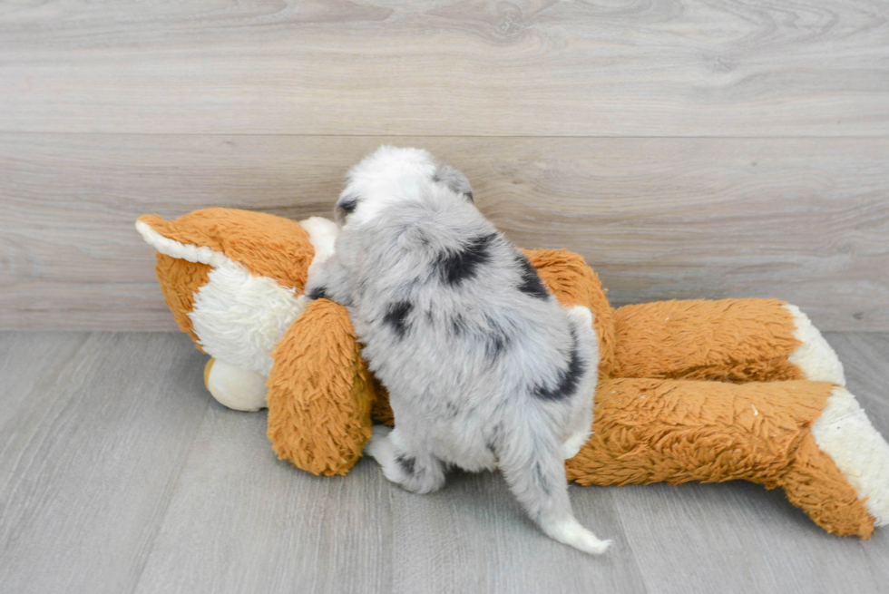 Small Mini Sheepadoodle Baby