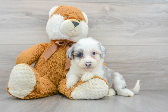 Mini Sheepadoodle Puppy for Adoption