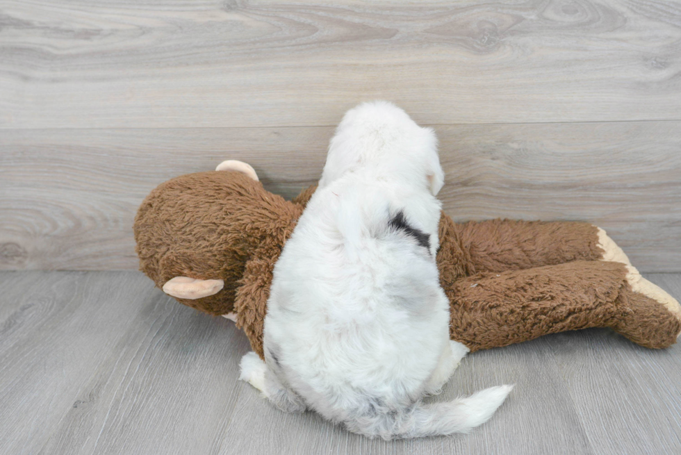 Mini Sheepadoodle Pup Being Cute
