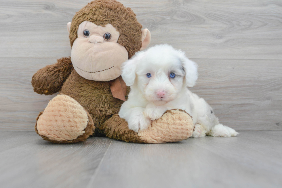 Sweet Mini Sheepadoodle Baby