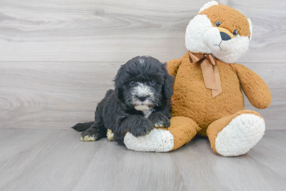 Mini Sheepadoodle Pup Being Cute