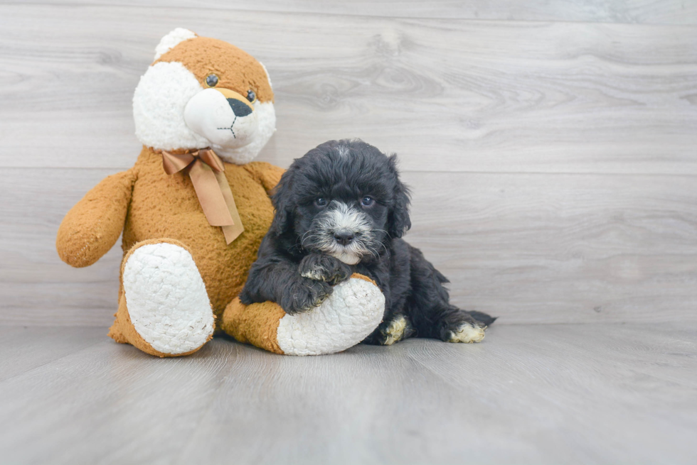 Adorable Sheep Dog Poodle Mix Puppy