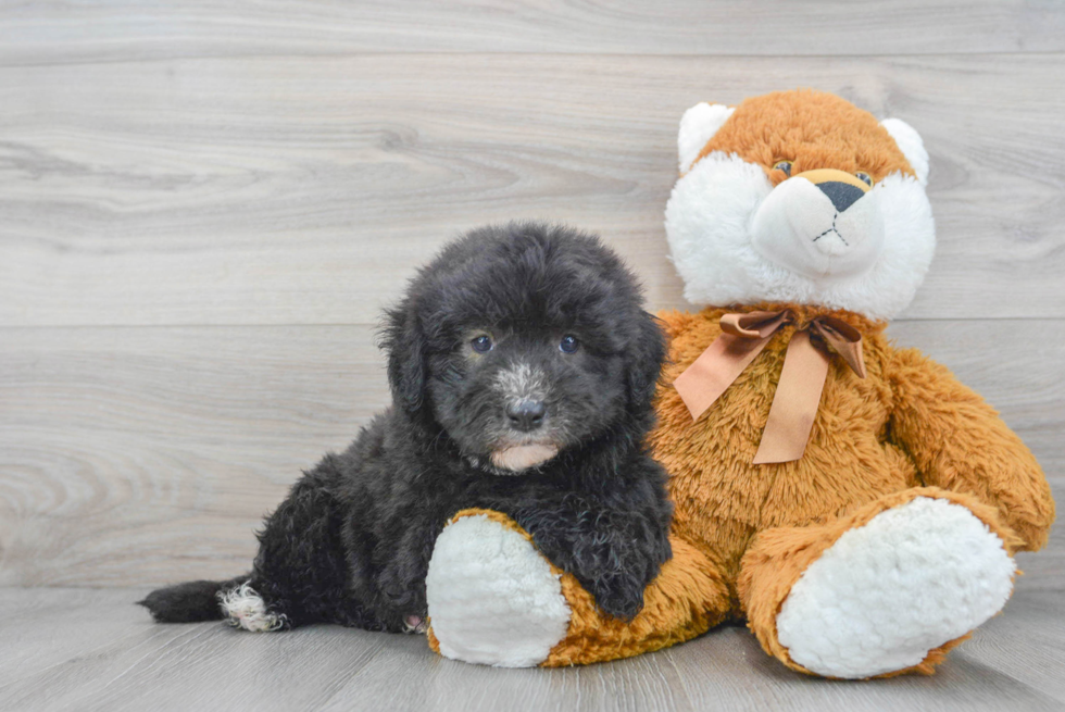 Mini Sheepadoodle Pup Being Cute