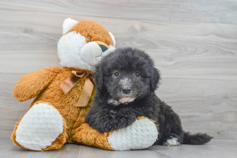 Best Mini Sheepadoodle Baby