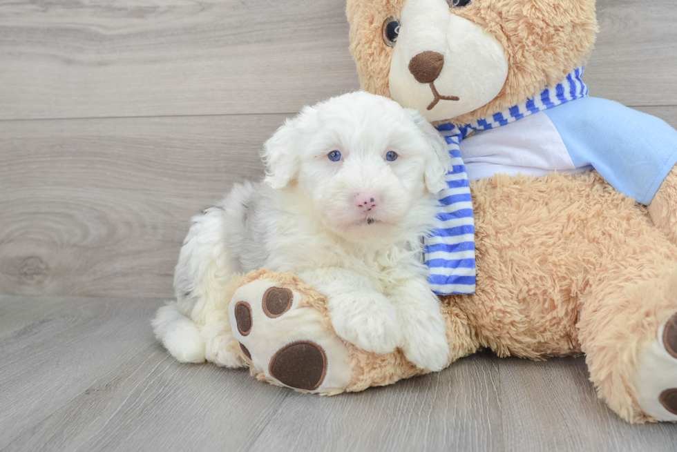 Mini Sheepadoodle Pup Being Cute