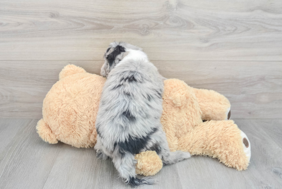 Popular Mini Sheepadoodle Poodle Mix Pup