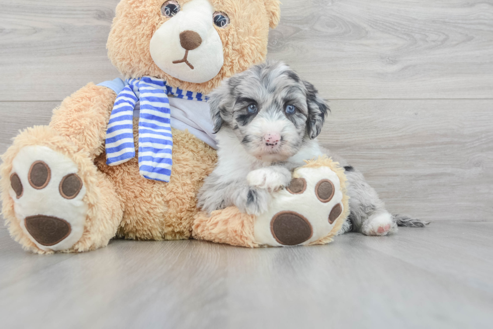 Hypoallergenic Sheep Dog Poodle Mix Puppy