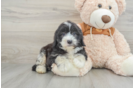 Adorable Sheepdogpoo Poodle Mix Puppy