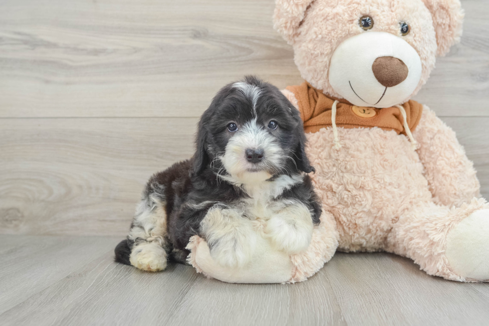 Adorable Sheepdogpoo Poodle Mix Puppy