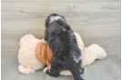 Mini Sheepadoodle Puppy for Adoption