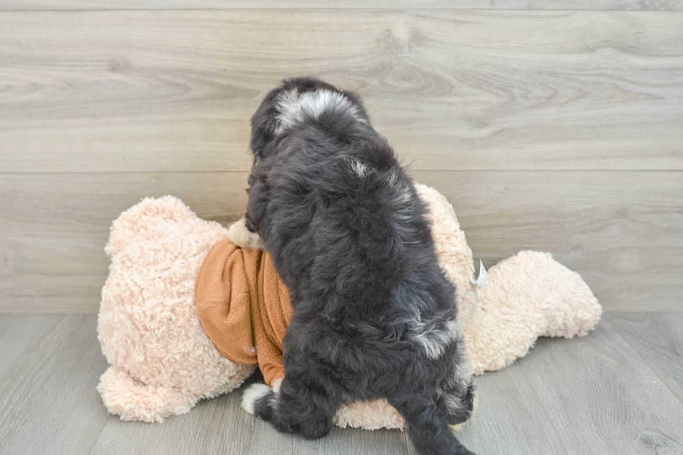 Mini Sheepadoodle Puppy for Adoption