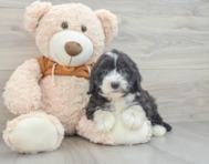 6 week old Mini Sheepadoodle Puppy For Sale - Premier Pups