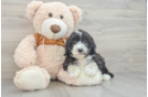 Mini Sheepadoodle Puppy for Adoption