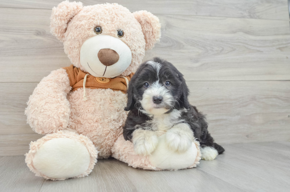 5 week old Mini Sheepadoodle Puppy For Sale - Premier Pups