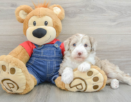 6 week old Mini Sheepadoodle Puppy For Sale - Premier Pups