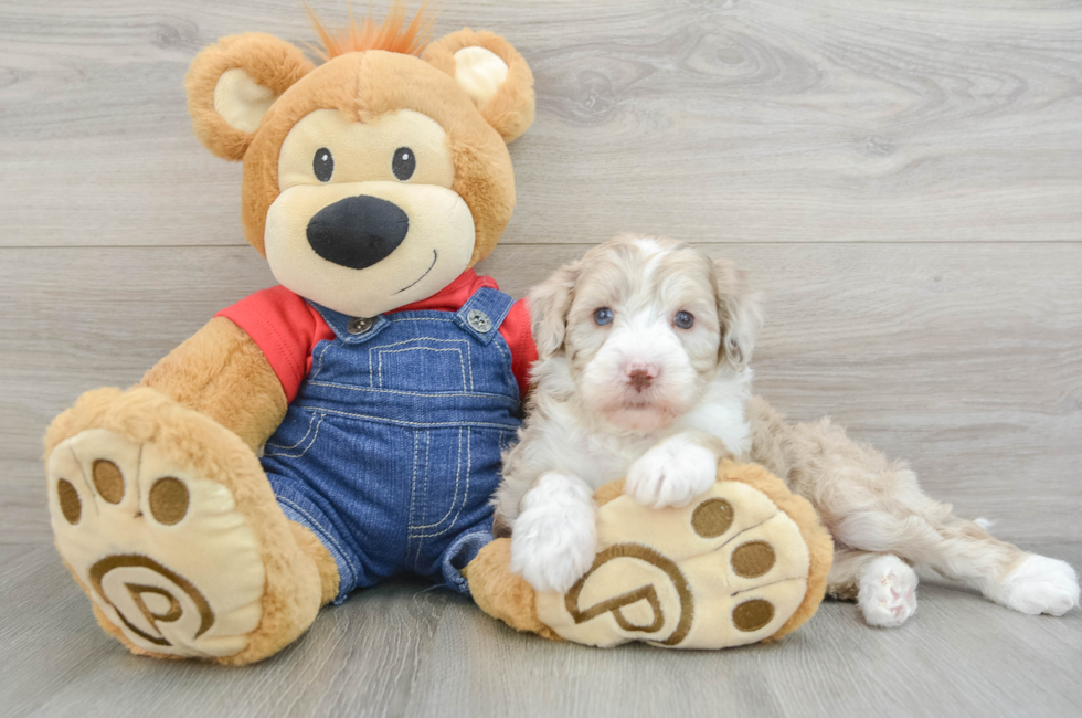 5 week old Mini Sheepadoodle Puppy For Sale - Premier Pups