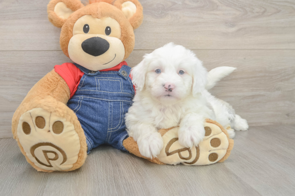 5 week old Mini Sheepadoodle Puppy For Sale - Premier Pups