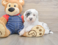 6 week old Mini Sheepadoodle Puppy For Sale - Premier Pups