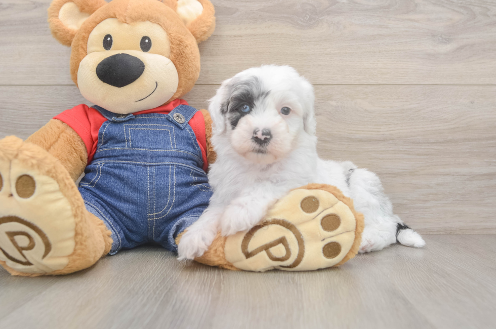 5 week old Mini Sheepadoodle Puppy For Sale - Premier Pups